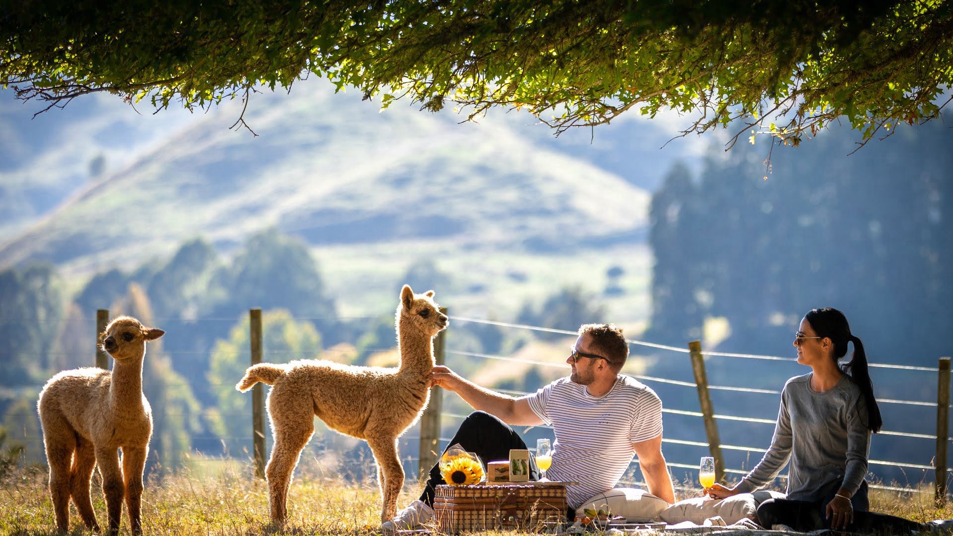 Nevalea Alpaca Farm - Visit Ruapehu.jpg
